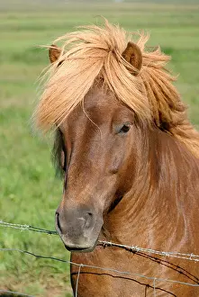 Mane Prints: Horse with long mane in Iceland