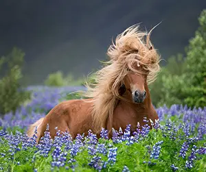 Blonde Prints: Horse running by lupines, Purebred Icelandic horse in the summertime with blooming lupines