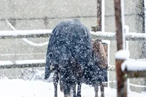 Paddock Prints: A horse is standing in a snow covered pen