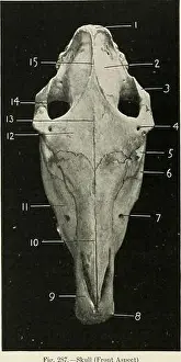 Booksubjecthorses Prints: The horse, its treatment in health and disease with a complete guide to breeding