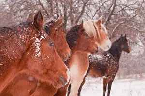 Snowstorm Prints: Five horses in a blizzard, all looking to the same direction away from the viewer