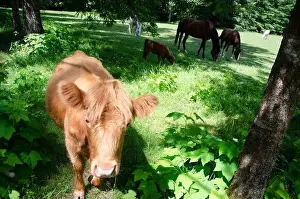Paddock Prints: Horses and calf grazing in a meadow