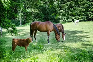 Paddock Prints: Horses and calf grazing in a meadow