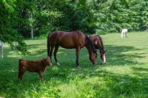 Paddock Prints: Horses and calf grazing in a meadow