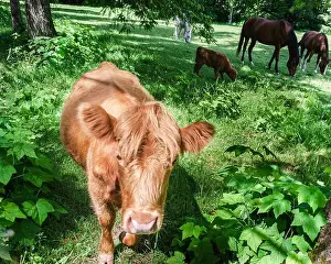 Paddock Prints: Horses and calf grazing in a meadow