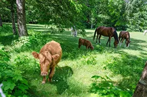 Paddock Prints: Horses and cows grazing in a ranch