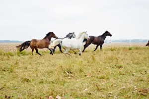 View Point Prints: Five horses galloping across field