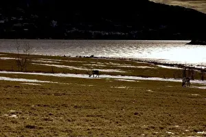 Reindeer Prints: Some horses grazing on grass in a field near water under the night sky