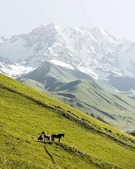Images Dated 28th June 2013: Horses on green valley against main Caucasian ridge