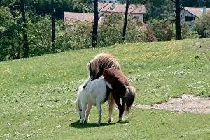 Mating Prints: Horses, have, sex, shag, shagging, horse, mating, racing, stable, stud