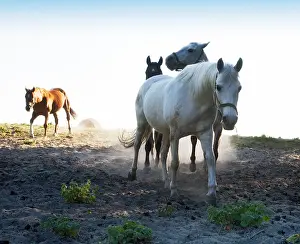 Mare Prints: Three horses in the pasture Evening