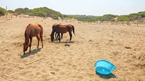 Blue Beach Prints: Horses at provisional, unkept yard near beach on a hot day