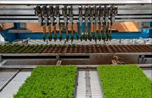 Horticultural business, cuttings