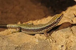 Lizards Prints: Horvath's rock lizard (Lacerta horvathi)