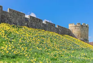 City Wall Prints: A host of yellow daffodils are on the embankment of the ancient York city walls