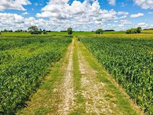 Divider Prints: Hot summer day with a cloudy blue sky with farm fields and the small road between them in rural wisconsin