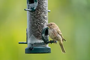 Finch Prints: House finch at a bird feeder at FortWhyte Alive, Winnipeg, Manitoba, Canada