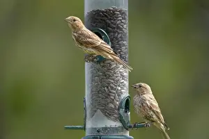 Finch Prints: House finch at a bird feeder at FortWhyte Alive, Winnipeg, Manitoba, Canada