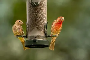 Finch Prints: House finch at a bird feeder at FortWhyte Alive, Winnipeg, Manitoba, Canada