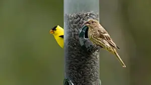 Finch Prints: House finch and goldfinch at a bird feeder at FortWhyte Alive, Winnipeg, Manitoba, Canada