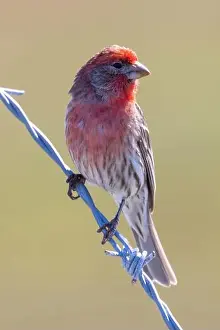 Urban Animals Prints: House Finch male perched on a barbed wire