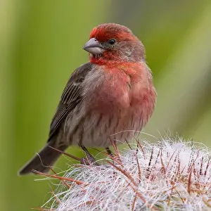 Urban Animals Prints: House Finch male perched on a cactus plant. Stanford, Santa Clara County, California, USA