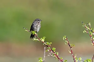 Finch Prints: A house finch perched on a branch in Blaine, WA, USA