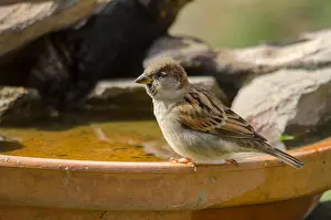 Ornithologist Prints: House sparrow, Passer domesticus drinking from plate in garden, Spain
