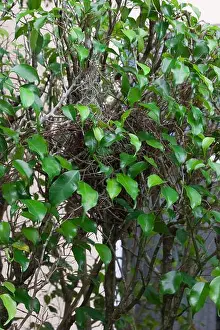 Birds Nest Prints: A House Sparrow's Hidden Nest in a Shrub