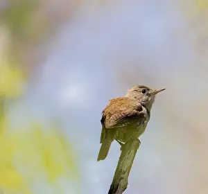 Cute Bird Prints: House Wren in springtime in Ontario