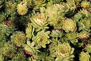 Houseleek (Sempervivum sp), Crassulaceae