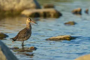 Ken Archer Prints: Hudsonian godwit pauses a small creeks edge in the arctic habitat in Northern Manitoba