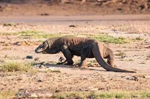 Deadly Prints: A huge Komodo Dragon walks slowly away while glancing at the photographer
