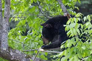 Ursus Prints: Huge male American black bear (Ursus americanus) in summer