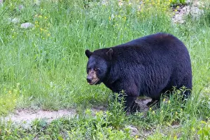 Ursus Prints: Huge male American black bear (Ursus americanus) in summer