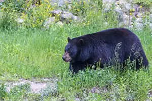 Ursus Prints: Huge male American black bear (Ursus americanus) in summer