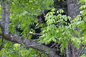 Ursus Prints: Huge male American black bear (Ursus americanus) in summer