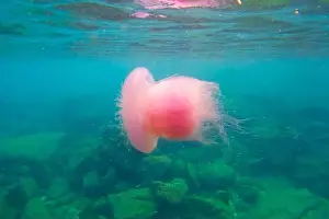 Medusa Prints: Huge pink purple jellyfish in the tropical waters of the Indian Ocean near coral reefs and rocks