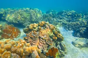 Clam Prints: Huge striped brown colorful tridacna clams and sea urchins on the coral reef underwater tropical exotic world