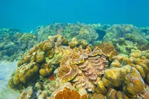 Clam Prints: Huge striped brown colorful tridacna clams and sea urchins on the coral reef underwater tropical exotic world