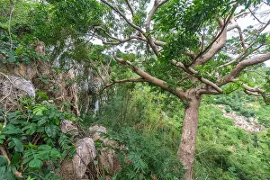 Rugged Terrain Prints: A huge tropical tree growing along the forested karst cliffs of Isla Gigantes in Iloilo