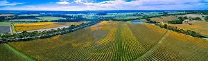 Yabby Lake Prints: Huge vineyard in autumn on bright sunny day - wide aerial panoramic landscape