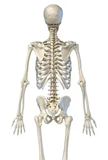 Human Skeleton Prints: Human anatomy, 3/4 bone skeletal system. Back view. On white background. 3d illustration