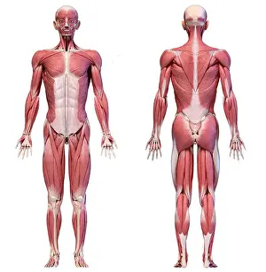 Human Representation Prints: Human anatomy 3d illustration, male muscular system full body