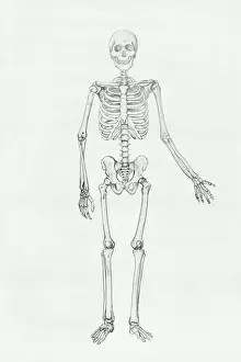 Human Anatomy Prints: Human anatomy pencil drawing illustration