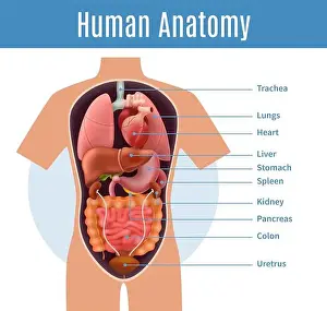 Human anatomy poster with body organs names realistic vector illustration