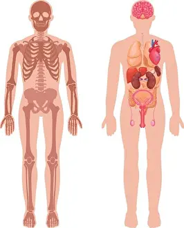 Breathing Prints: Human anatomy set with skeleton structure and internal organs in male body isolated vector illustration
