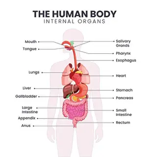Medicals Prints: Human body internal organs chart clipart