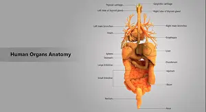 Breathing Prints: Human Body Internal Organs with Label Design Anatomy Posterior View