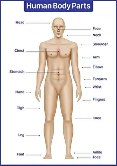 Human body parts medical diagram with male model, anatomical vector poster